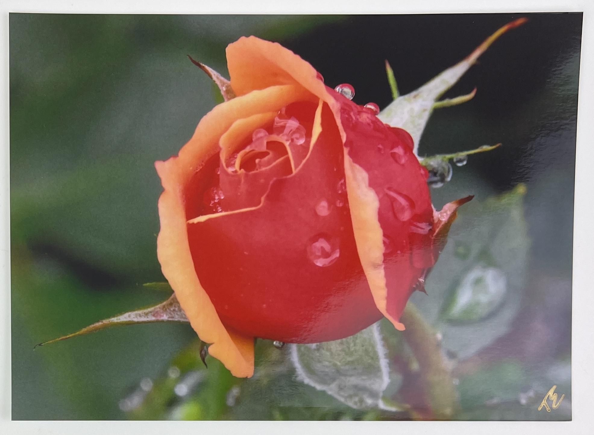 (image for) "Beauty After The Rain 2" by Tammy Elliott